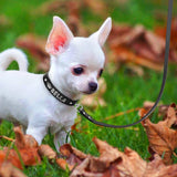 Personalized Rhinestone Dog Collar Leash Set suit Puppy small medium dogs