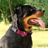 Adjustable Reflective Nylon Dog Collars Custom Engraved Name ID Tag