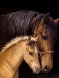 5D diamond embroidery painting full round/ square "Horses"