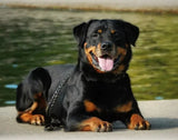 5D diamond embroidery painting full round/ square "Rottweilers - dogs"