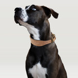 Wide Leather Padded Dog Collar for Medium Large Dogs Pitbull German Shepherd