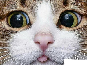 5D diamond embroidery painting full round/ square "Cat Face"