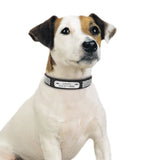 Personalized Leather Dog Collar With Customized Name Tag