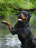 5D diamond embroidery painting full round/ square "Rottweilers - dogs"