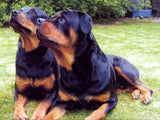 5D diamond embroidery painting full round/ square "Rottweilers - dogs"