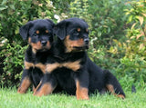 5D diamond embroidery painting full round/ square "Rottweilers - dogs"