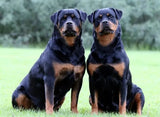 5D diamond embroidery painting full round/ square "Rottweilers - dogs"