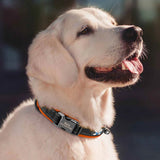 Reflective Personalized Dog Collar ID Nylon Collar Soft Padded  for Small to Large Dogs