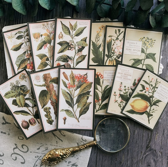 12pcs Vintage Plants English illustration Paper Stickers Scrapbooking/Card Making/Journaling
