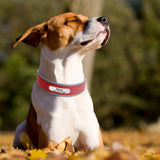 Custom Leather Pet Collars Adjustable For Medium Large Dogs Pitbull Bulldog Bull Terrier